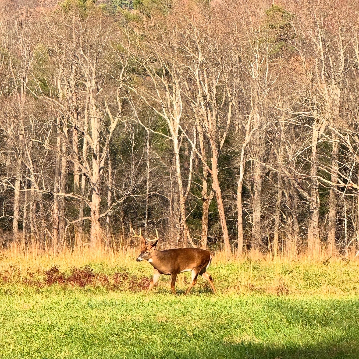 Personal photo from Great Smoky Mountains National Park