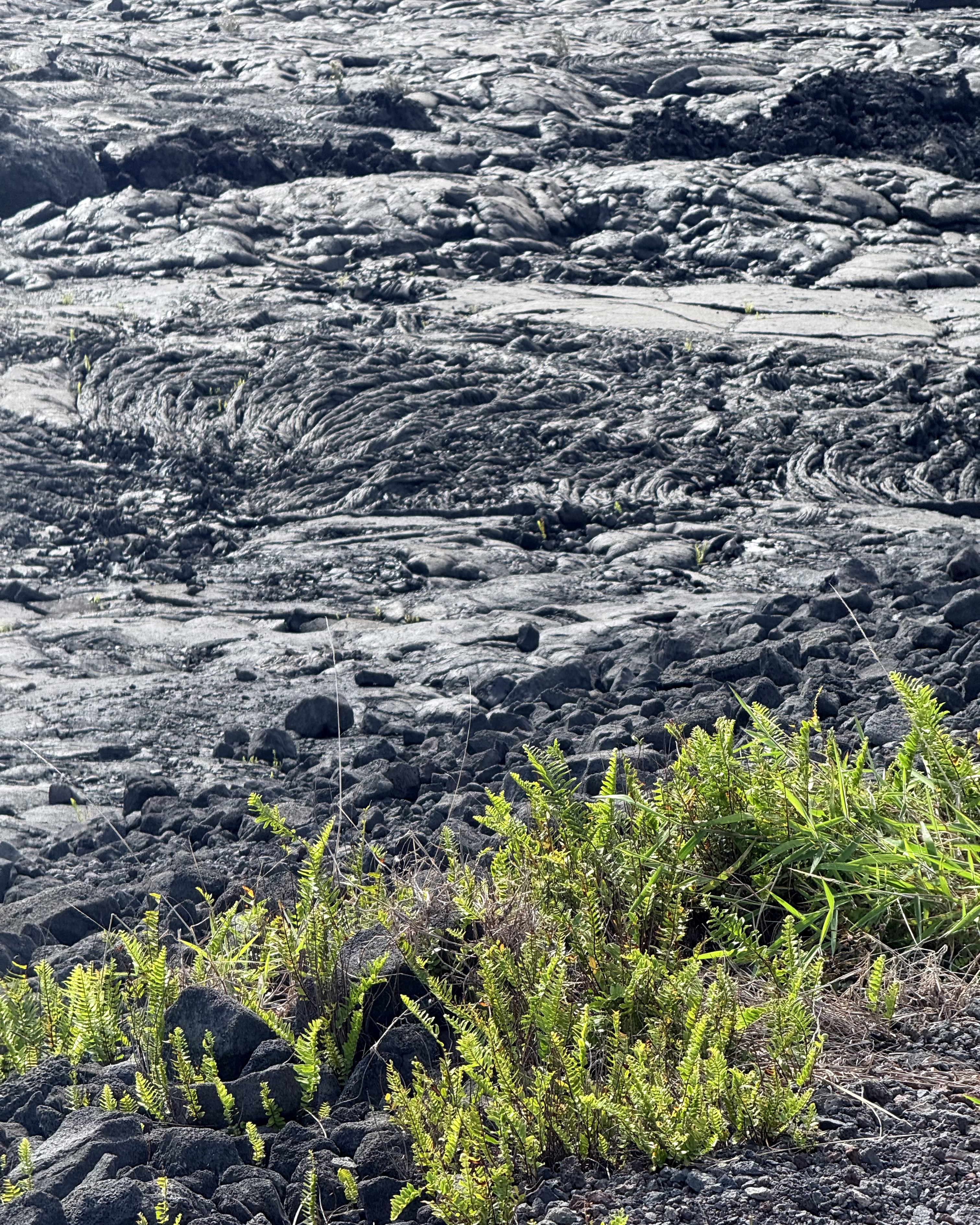 Personal photo from Hawaiʻi Volcanoes National Park