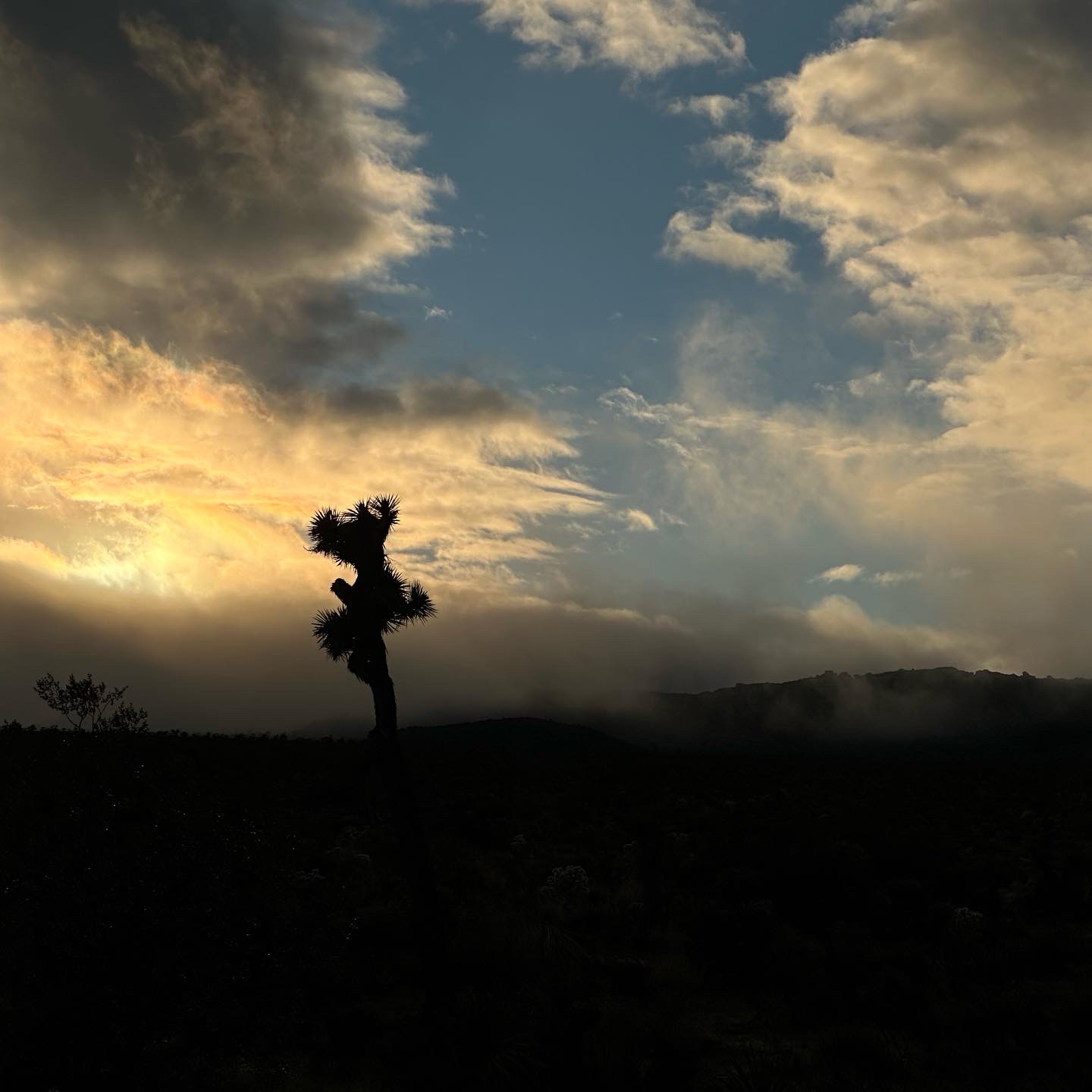 Personal photo from Joshua Tree National Park
