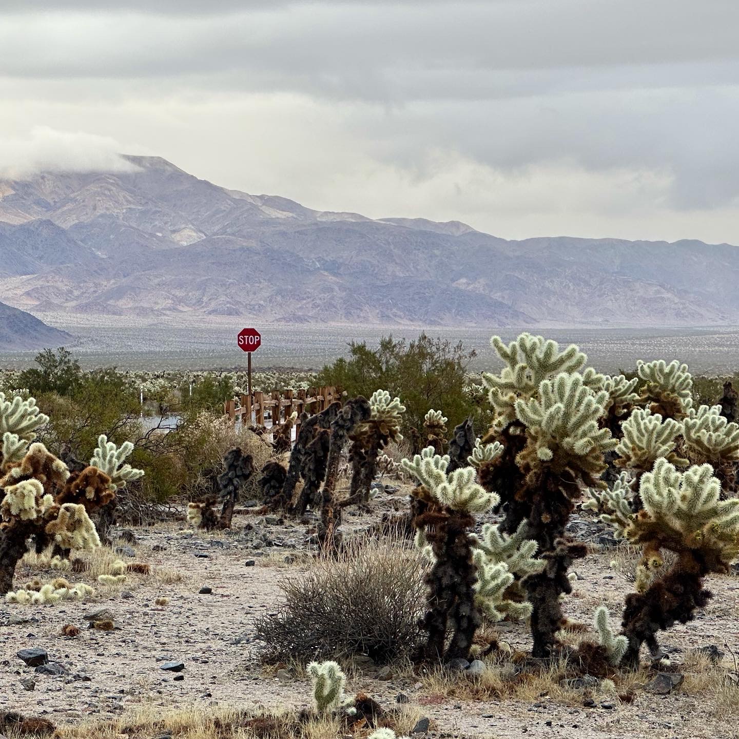 Personal photo from Joshua Tree National Park