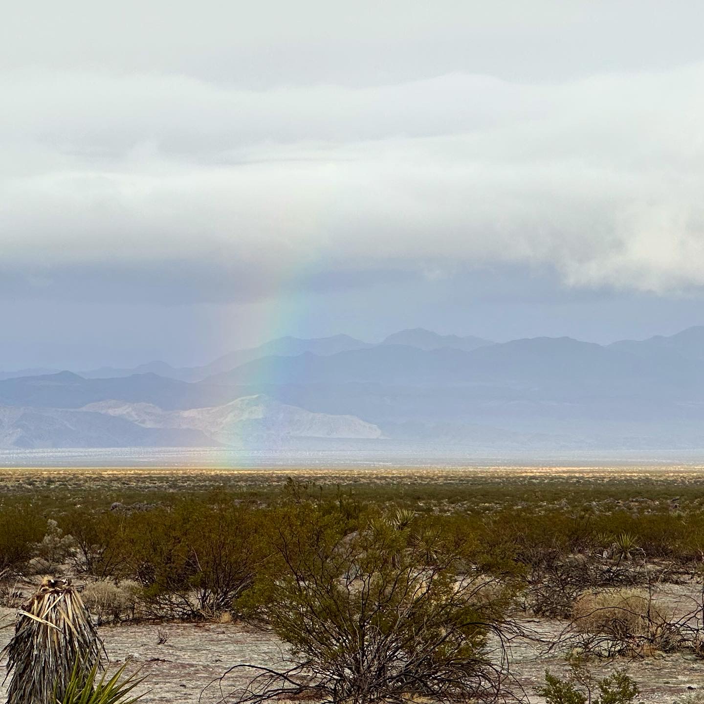 Personal photo from Joshua Tree National Park