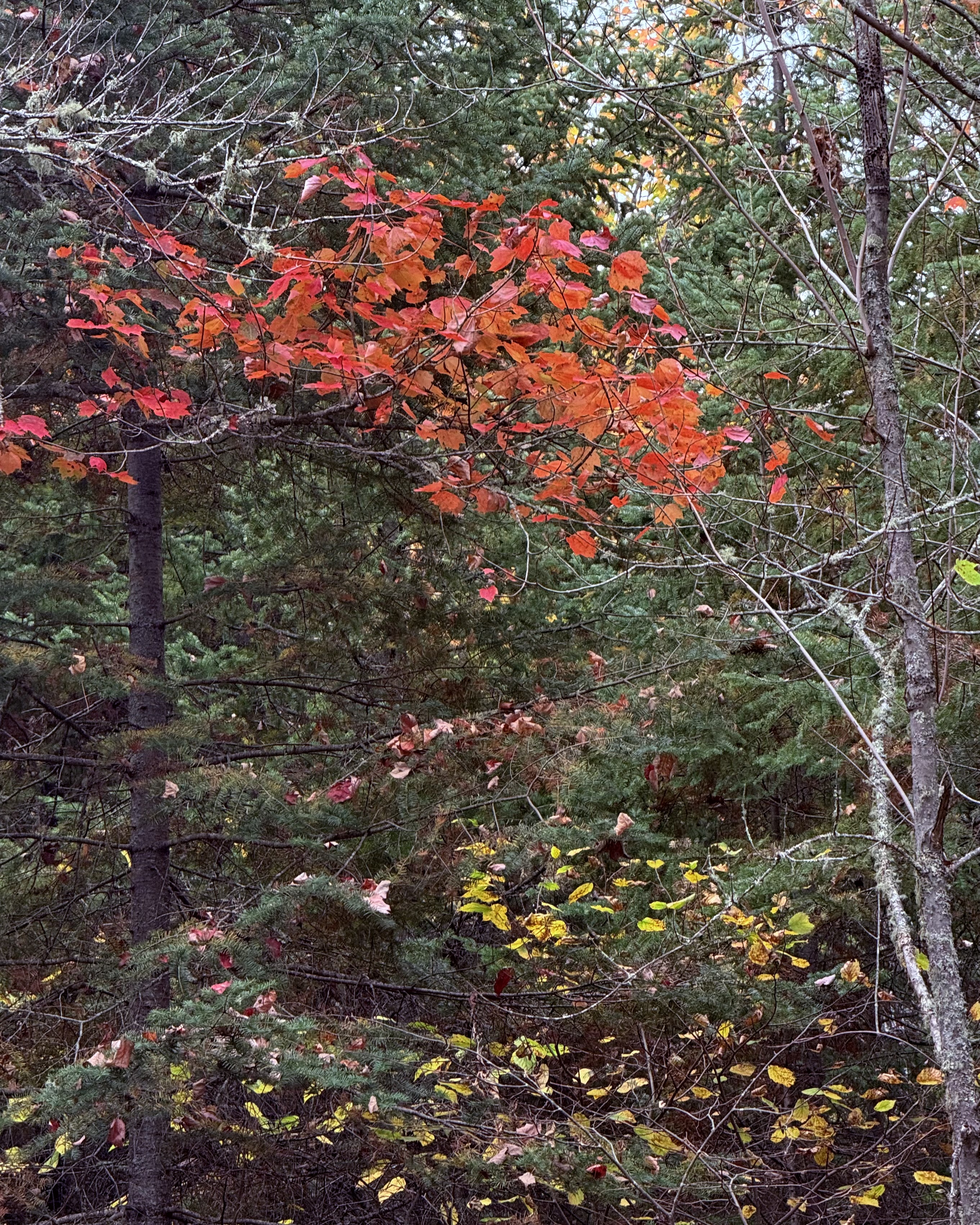 Personal photo from Voyageurs National Park