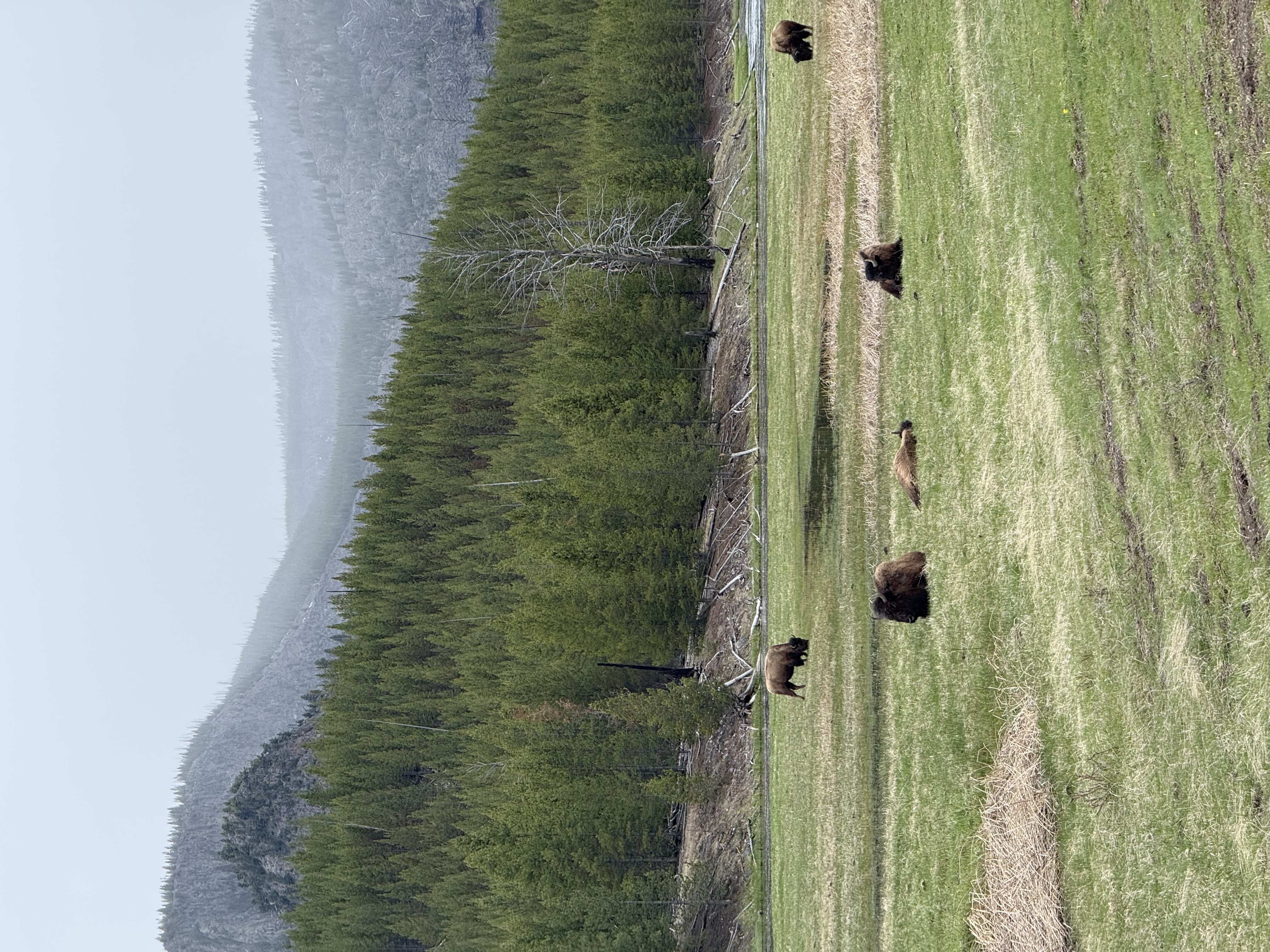 Personal photo from Yellowstone National Park